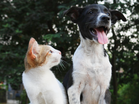 DOGS/CATS/GOAT/SHEEP/RABIT