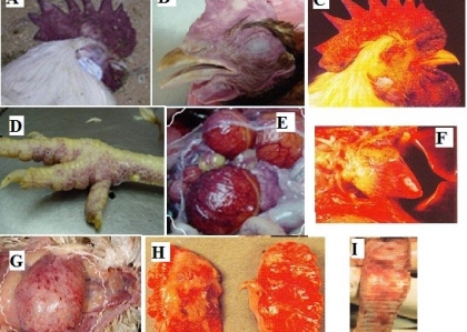 THÔNG TIN VỀ BỆNH CÚM GÀ