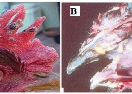 THÔNG TIN VỀ BỆNH ĐẬU GÀ