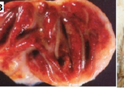 THÔNG TIN VỀ BỆNH GUMBORO