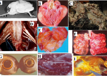 THÔNG TIN VỀ BỆNH MAREK