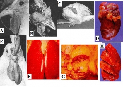 THÔNG TIN VỀ BỆNH TỤ HUYẾT TRUNG GIA CẦM