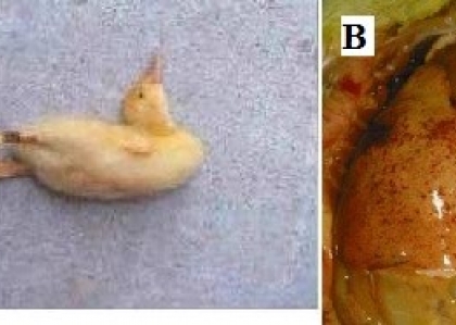 THÔNG TIN VỀ BỆNH VIÊM GAN VỊT