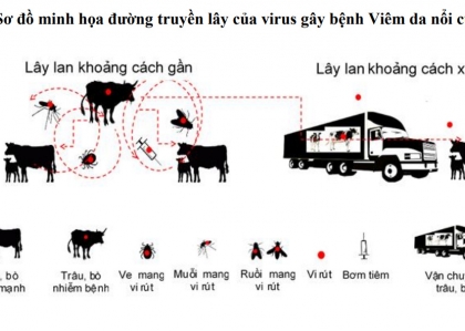CÔNG VĂN SỐ 1355/TY-DT CỦA CỤC THÚ Y VỀ VIỆC CHỦ ĐỘNG TRIỂN KHAI CÁC BIỆN PHÁP NGĂN CHẶN NGUY CƠ XÂM NHIỄM BỆNH VIÊM DA NỔI CỤC TRÊN TRÂU, BÒ