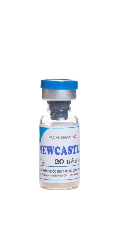 Cách tiêm vắc-xin Newcastle chủng F cho gà như thế nào để đảm bảo hiệu quả?
